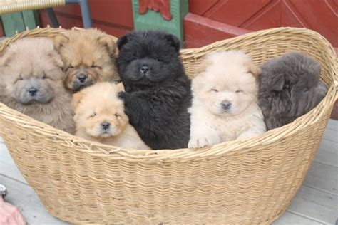 Basket of baby chow chows! | Chowchow chiot, Animaux mignons, Chiot