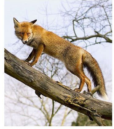 Red Fox Interesting Facts: Find Information About Their Description ...