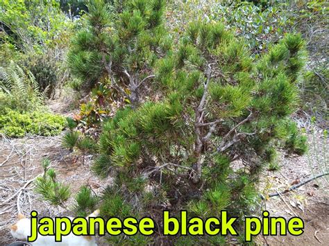 Japanese Black Pine | ESP Nursery