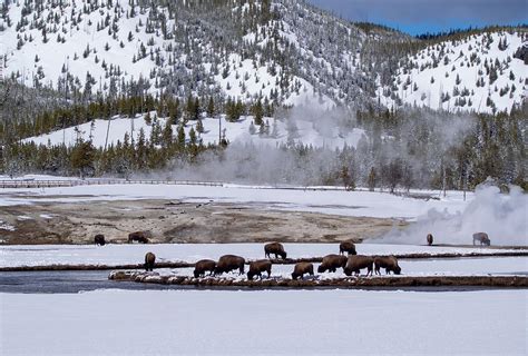 Bison Grazing in the Winter in Yellowstone National Park Photograph by L Bosco - Fine Art America