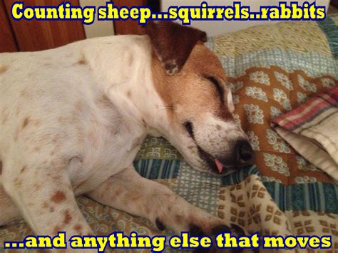 Sleeping Dog Memes Funny - illustrator