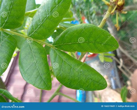 Monkey Pod Tree Leaves, Samanea Saman Leaves Stock Image - Image of monkey, large: 166519601