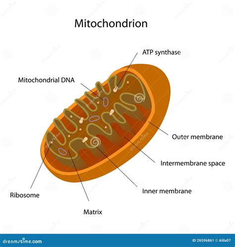 Mitochondrion stock vector. Illustration of icon, laboratory - 26596861