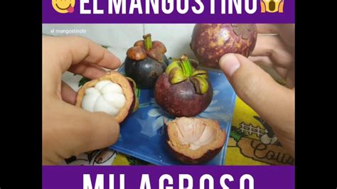 El mangostino, propiedades y beneficios (el mangostino tv) - YouTube