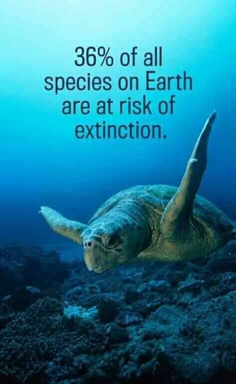 Pin by Venkatrangan Gokul on Natural Gokul | Endangered sea animals, Endangered species, Species