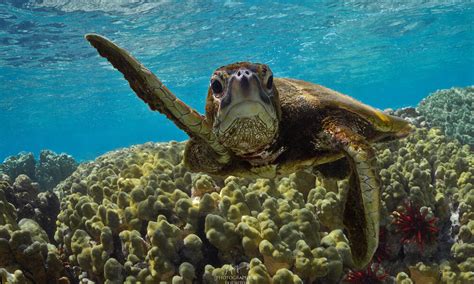 How long do sea turtles live? And other sea turtles facts | WWF