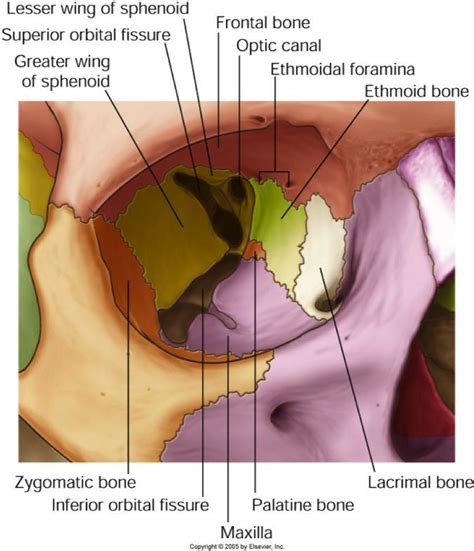 orbit anatomy - Google 검색 | Frontal bone, Medical anatomy, Human anatomy and physiology