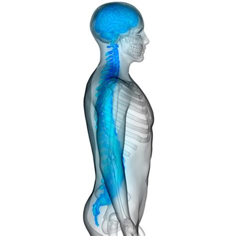 What is a Cervical Curvature and Why is it Important?