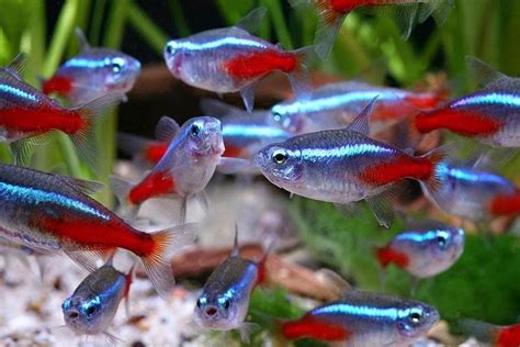 School of Neon Tetra | Tetra fish, Neon tetra fish, Tropical fish aquarium