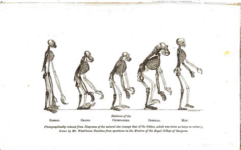 Animal - Non-human primate - Comparative anatomy, skeletal (Huxley)