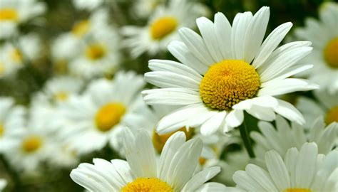 🔥 [70+] Daisy Flower Wallpapers | WallpaperSafari