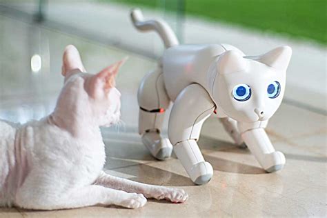 This Interactive Robotic Cat Will Play With You | MarsCat | TheSuperBOO!