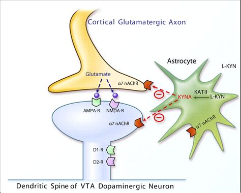 Mammalian Nicotinic Acetylcholine Receptors: From Structure to Function | Physiological Reviews