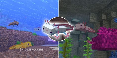 Minecraft: Axolotl Locations and Farming Guide