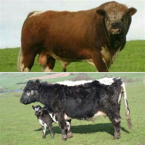 Riggit galloway. | Cattle, Livestock, Breeds