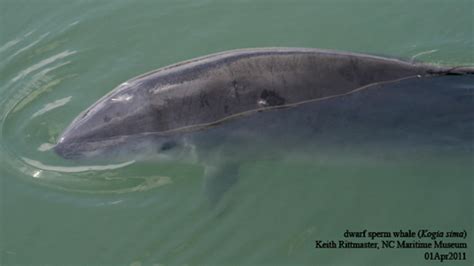 Dwarf Sperm Whale Information and Picture | Sea Animals