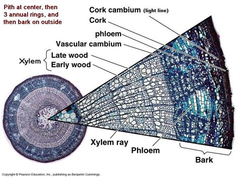 Bark & Cork - Cliff Lamere | Biology lessons, Plant science, Teaching plants