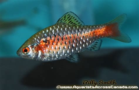 ODESSA BARB (Pethia padamya) – Aquarists Across Canada