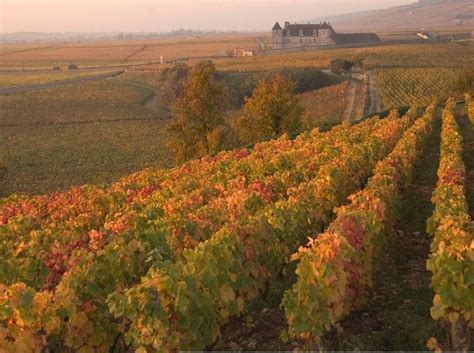 Grand Cru: The Great Wines of Burgundy - World Of Fine Wine