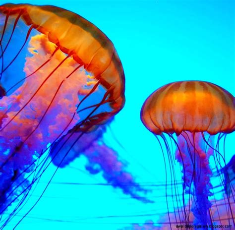 Most Colorful Jellyfish | Wallpapers Gallery