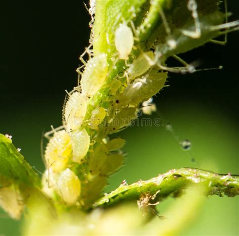 Aphid Infestation stock image. Image of destructive - 104469263