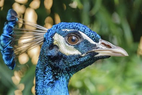 Close Up Shot Of A Peacock Head Stock Image - Image of angeles, urban: 144168897