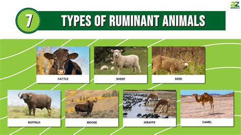 7 Types of Ruminant Animals With Pictures - A-Z Animals