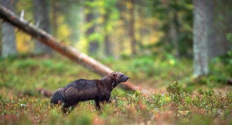 Wolverine in Wild Nature. Natural Habitat Stock Image - Image of carnivora, europe: 130212779