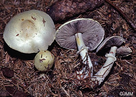 Agaricus silvicola = Agaricus sylvicola