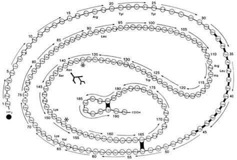 Primary structure of human growth hormone (GH) and its isoforms. The ...