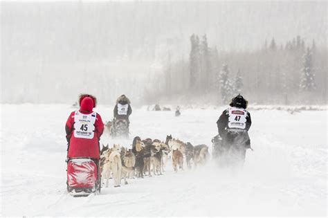 Iditarod Mushers : pic