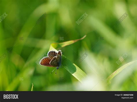 Small Blue Butterfly Image & Photo (Free Trial) | Bigstock