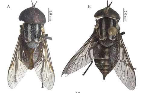 Sciency Thoughts: Males of two species of Horse-fly described for the first time.