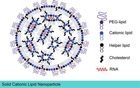 Case Study: Lipid Nanoparticles and mRNA Vaccine Delivery