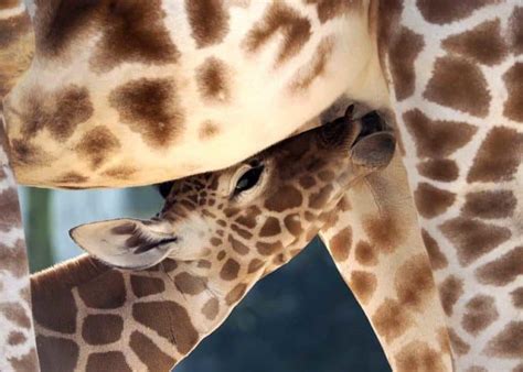 17 Baby Giraffe Facts: Size, Diet, Skills, Photos, Videos | Storyteller ...