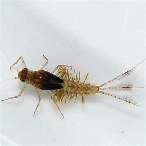 Mayfly Larvae Facts & Information Guide (Ephemeroptera) - Pond Informer