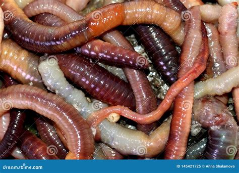 Macro Shooting of Red Dendrobaena Worms, Live Earthworm Bait for Fishing Stock Image - Image of ...