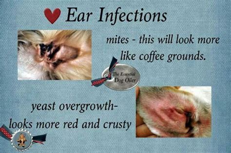 Ear mites or infection? | Pet health care, Pet health, Ear infection