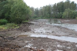 Sandy River Delta dam removal project | Water flows freely a… | Flickr