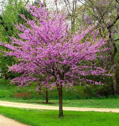 Easy DIY Low Maintenance Garden | Fast growing shade trees, Redbud tree, Eastern redbud tree