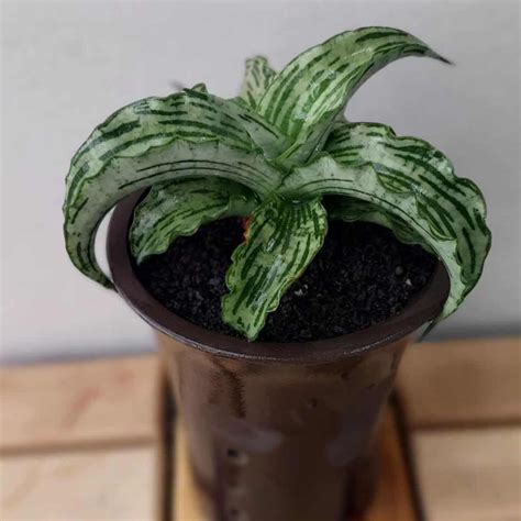 35 Stunning, Rare and Unique Snake Plant Varieties To Collect