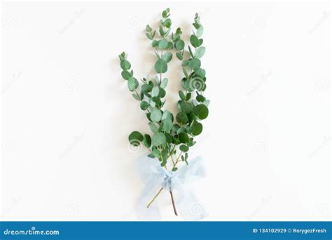 Bouquet of Eucalyptus Branches with Blue Bow Stock Image - Image of ...