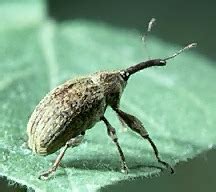 Boll Weevil Biology - The Boll weevil