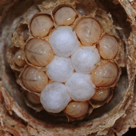 Wasp larvae | This nest was the size of a golf ball, it was … | Flickr