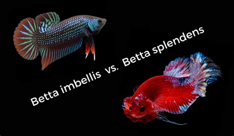 Betta Imbellis (Crescent or Peaceful Betta) Fish Care Guide