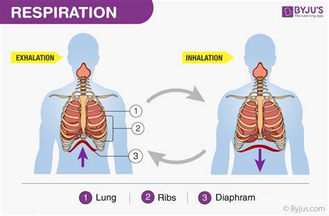 Cellular Respiration - Respiration, Anabolism and Catabolism