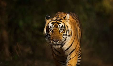 Tiger Safari India: Tiger Tours & Wildlife Safaris in India