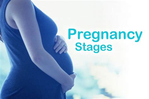 Pregnancy Stages - The Trimesters - First, Second and Third Trimester