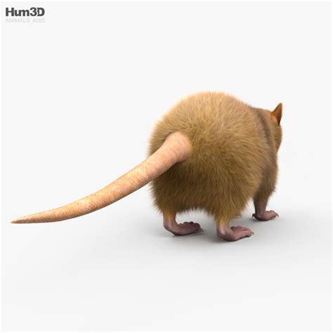 Hispaniolan Solenodon 3D model - Animals on Hum3D