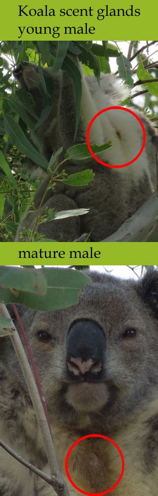 Koala Anatomy – the KOALA